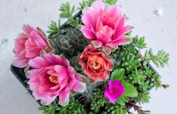 炉灰渣的花园奇迹（探究炉灰渣对花卉生长的影响）