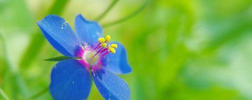 繁缕花的花语与寓意（探寻繁缕花的美丽与神秘）