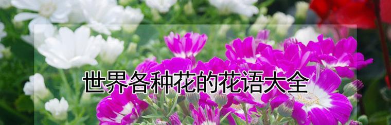 繁缕花生日花语雄辩——探寻其美丽与寓意（绽放的祝福）