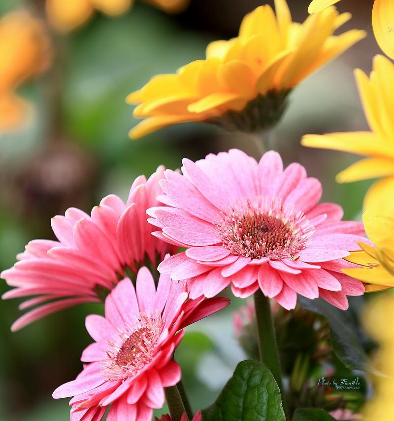 非洲菊（以花语传递的情感和希望）