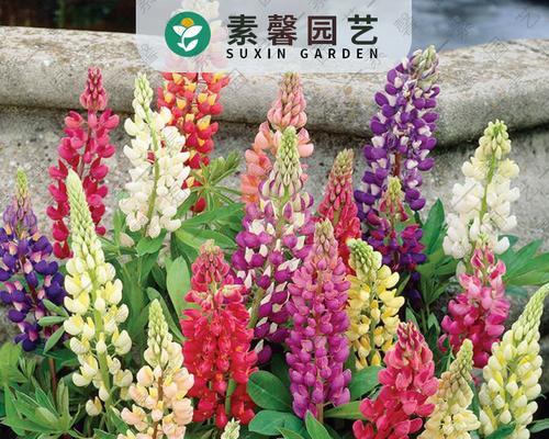 如何选择最佳的鲁冰花种子播种时间（掌握关键因素）