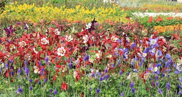 北方露地花卉——美丽春天的主角（探究北方露地花卉的种类）