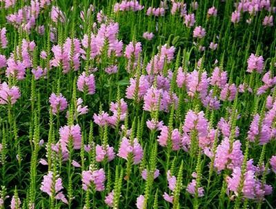 北方露地花卉——美丽春天的主角（探究北方露地花卉的种类）