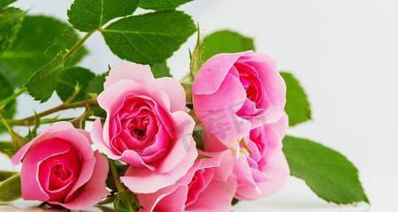 粉色玫瑰花的深意（探寻粉色玫瑰花的象征意义）
