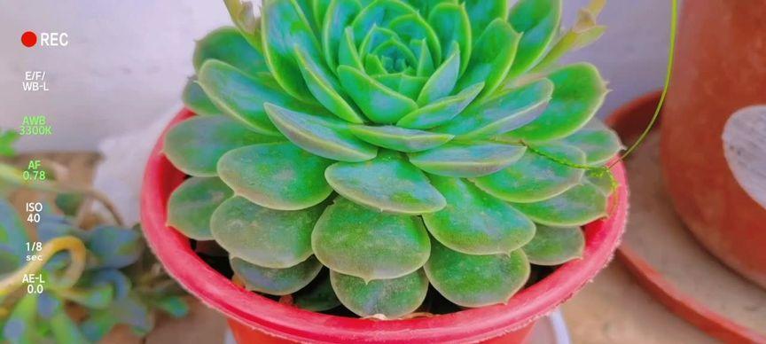 露娜莲开花后怎么处理（让你的露娜莲不凋谢的秘诀）