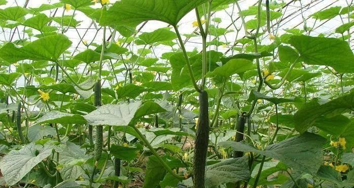 露天黄瓜种植成本及利润详解（亩产量多少斤）