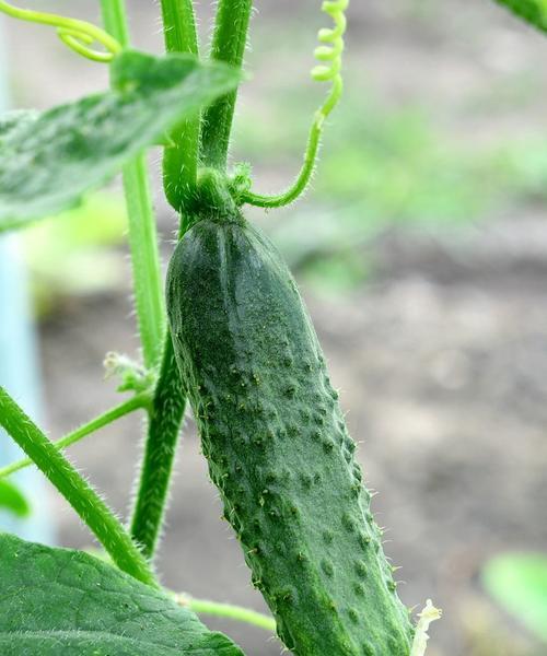 露天黄瓜的种植时间和技巧（什么时候播种最适合）