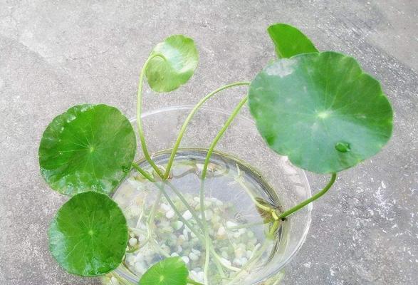打造露天花园的指南（打造露天花园的指南）
