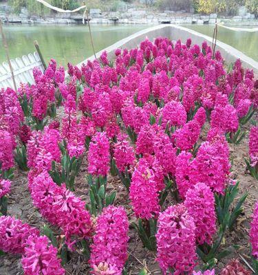 粉色风信子花语的浪漫与温馨（探寻风信子花语的含义与象征）