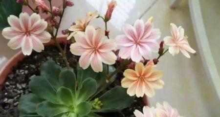 露薇花的养殖方法和养护要点（打造美丽庭院的利器）