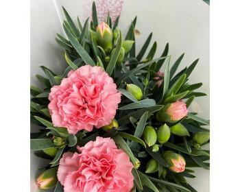 粉色康乃馨花语与寓意（康乃馨花语传递爱与温暖）