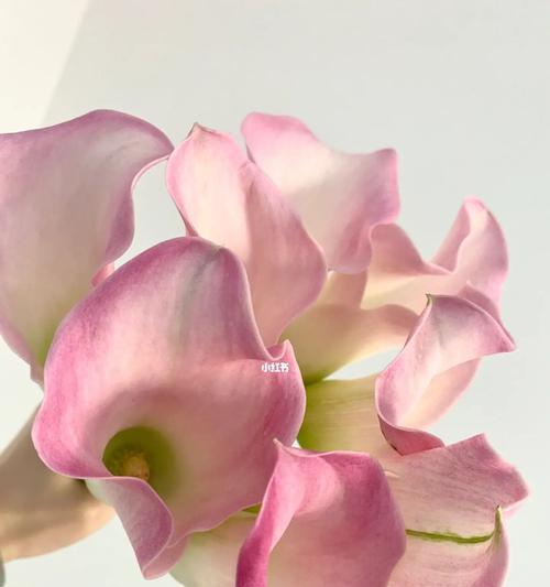 粉色马蹄莲花语（粉色马蹄莲花的花语及寓意解析）