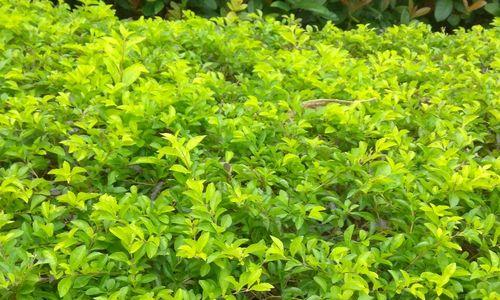 路边花坛，缤纷绽放（探寻城市绿化中的植物宝藏）