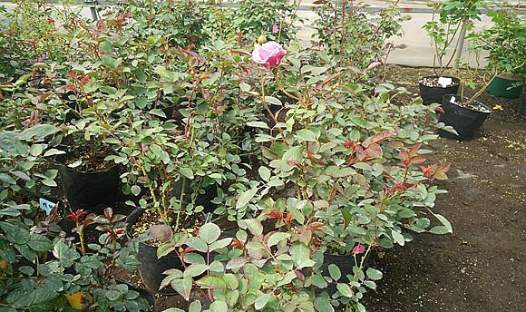 探析路西法月季的优缺点（种植路西法月季的前景与不足）