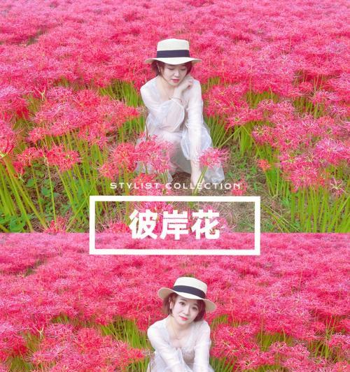 粉色曼陀罗的花语——柔美与恋爱之情（用花的语言述说爱情）
