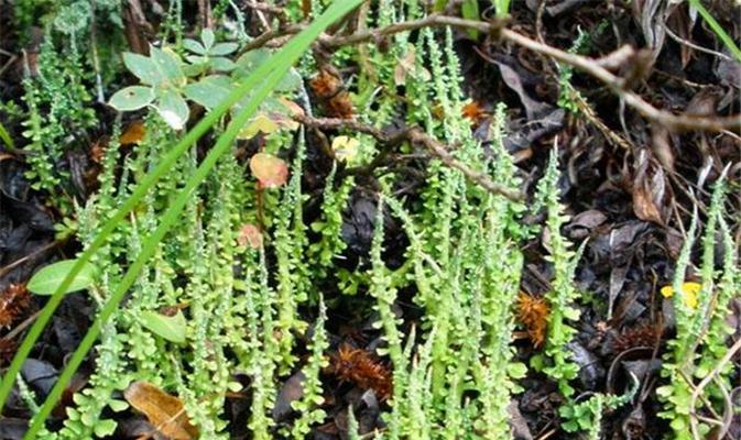 探寻鹿角菜的生长之谜（从萌芽到长成鹿角菜）