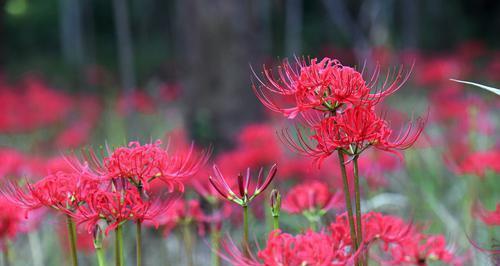 粉色曼珠沙华的花语与美丽秘密（探索曼珠沙华的芬芳花语）