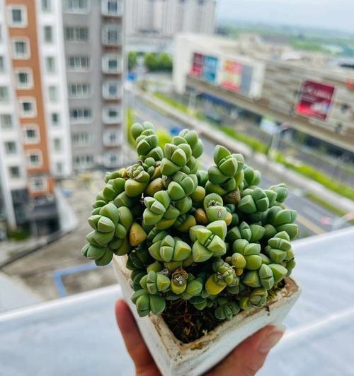 鹿角海棠的种植与养护（多久服盆）