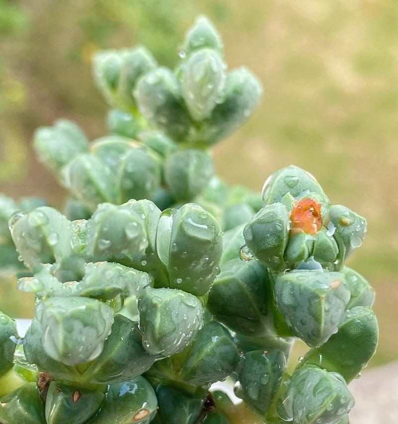 鹿角海棠开花时间长（掌握养护技巧）