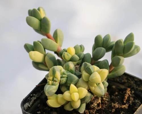 鹿角海棠开花时节（探秘鹿角海棠的美丽与神秘）