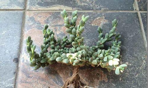 鹿角海棠开花时节（探秘鹿角海棠的美丽与神秘）