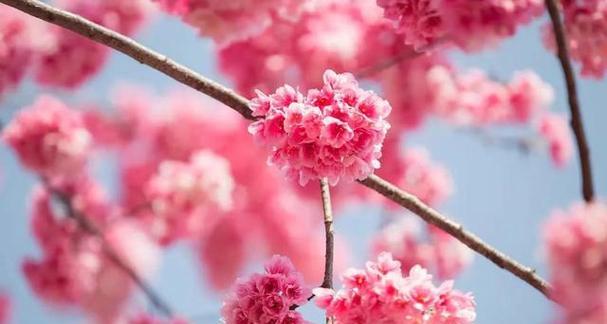 粉色樱花的花语（美丽粉色的樱花）