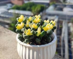 鹿角海棠夏季养护全攻略（如何让鹿角海棠在夏季茁壮成长）