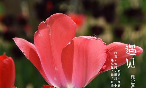粉色郁金香花语（展现爱与温柔的魅力）