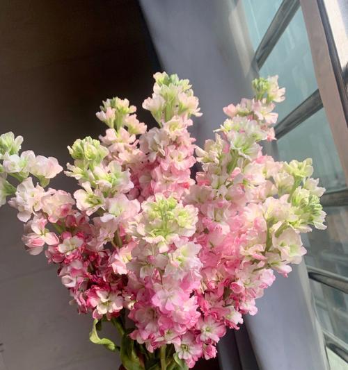 粉色紫罗兰的花语——爱与柔情（探寻粉色紫罗兰的象征意义与传承）