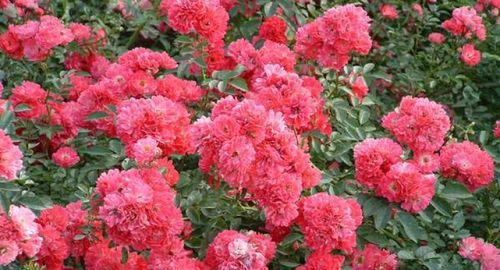 丰花月季花语（饱满、高贵、热情）