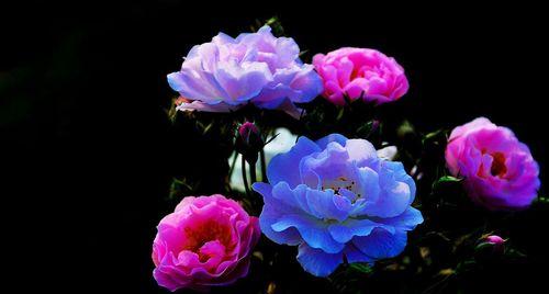 丰花月季花语（饱满、高贵、热情）