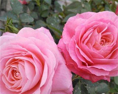 以丰花月季代表意思（探索花卉象征与人生哲理的奥秘）