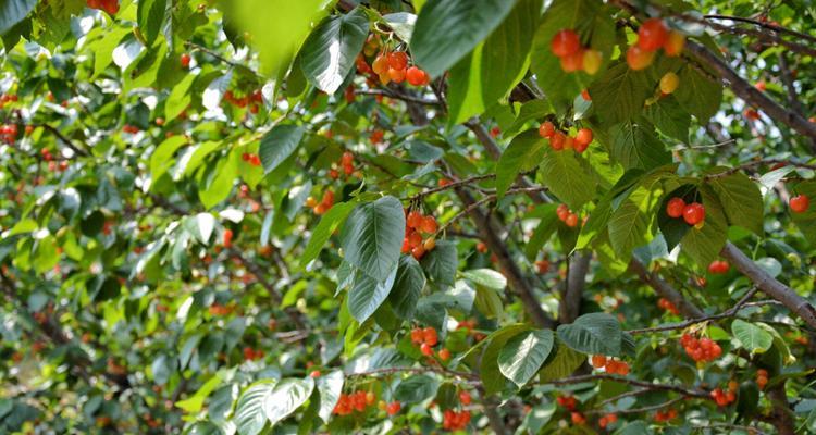 陆地樱桃成熟时间：从花开到果实成熟，每个阶段都值得期待