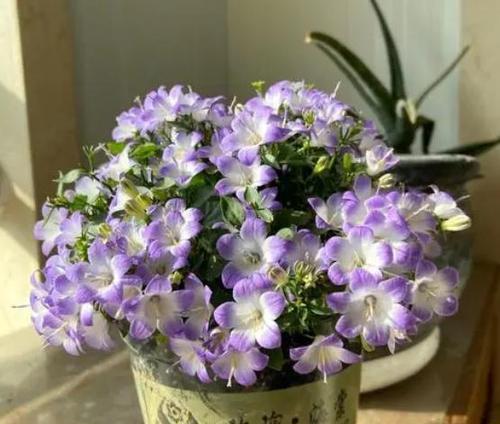 风铃草的花语和寓意（传递希望和喜悦的花朵——风铃草）