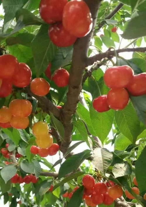 陆地樱桃成熟时间：从花开到果实成熟，每个阶段都值得期待