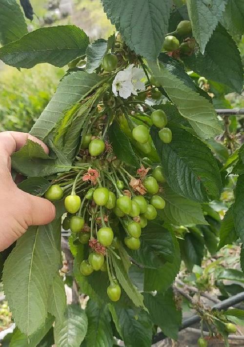 陆地樱桃成熟时间：从花开到果实成熟，每个阶段都值得期待