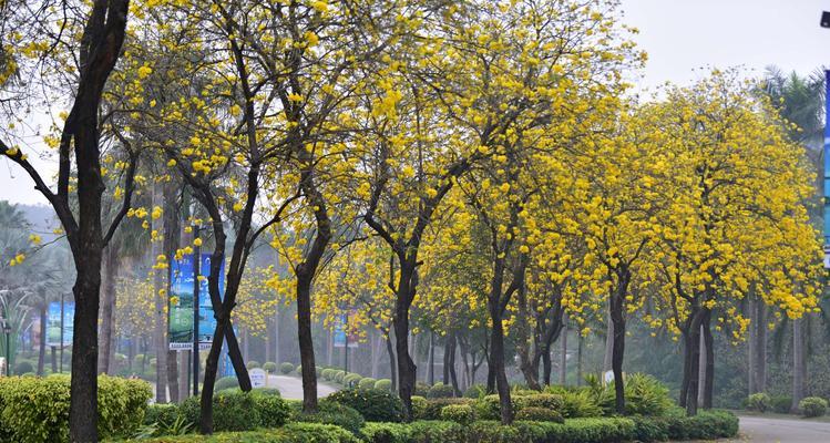 风铃花语（颂扬大自然的音乐——风铃花语解读）