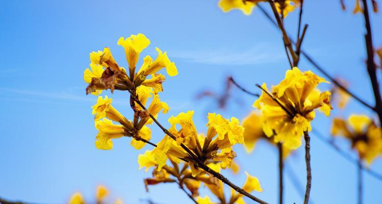 风铃花语（颂扬大自然的音乐——风铃花语解读）