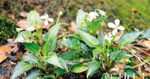 探寻陆生植物的奥秘（从根茎到花朵）