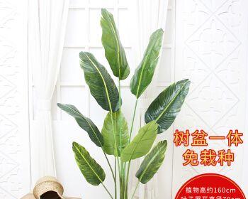 旅人蕉（适合家居环境的绿植之选）