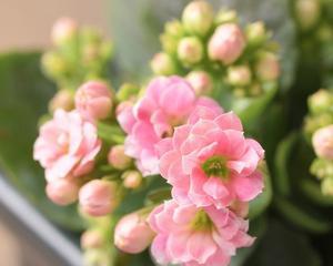 如何培育长寿花（绿巴黎长寿花的养护技巧）