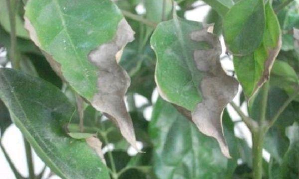 绿宝掉叶子的原因及解决方法（从光线）