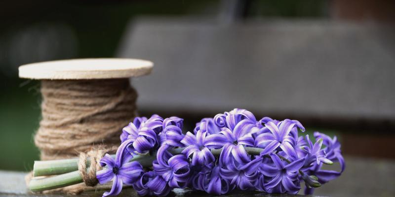 花香四溢花语传情（茉莉花栀子花与风信子花的美丽语言）