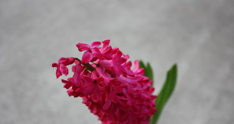 风信子（探寻风信子的花语与传说）
