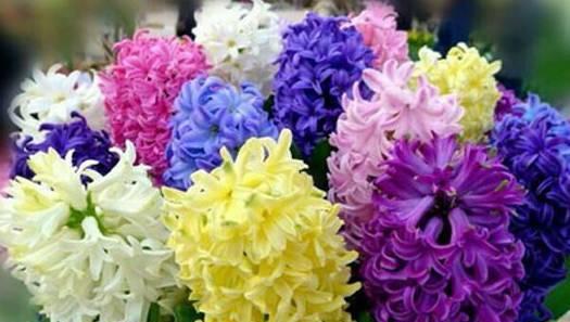 风信子（春意盎然的芬芳）