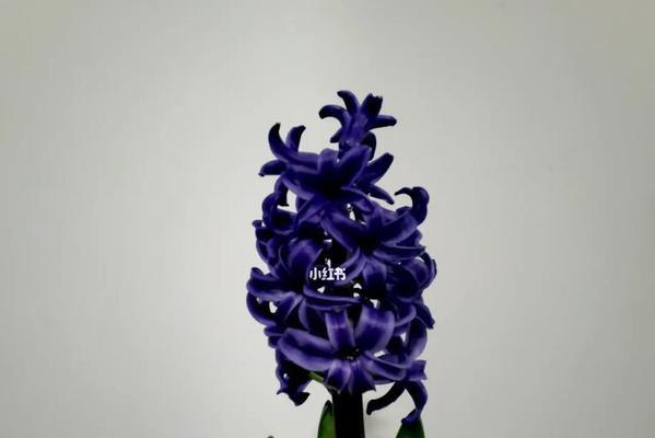 风信子之意——花朵背后的寓意（盛放的希望与内心的平静）