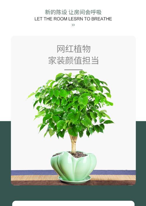 绿宝施肥指南（掌握这些技巧）