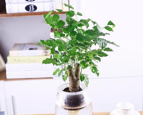 绿宝施肥指南（掌握这些技巧）