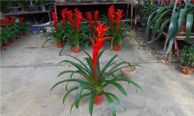 凤梨花（凤梨花的寓意与象征）