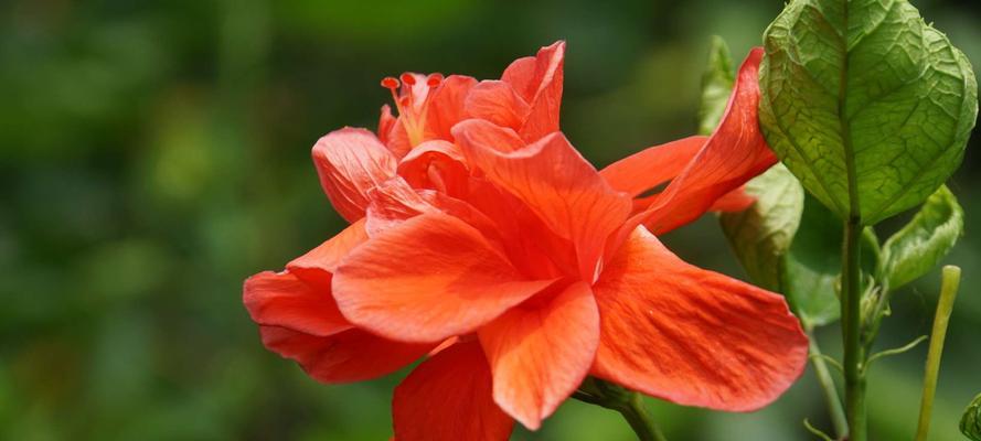 扶桑花（探寻扶桑花花语和含义的深层意义）